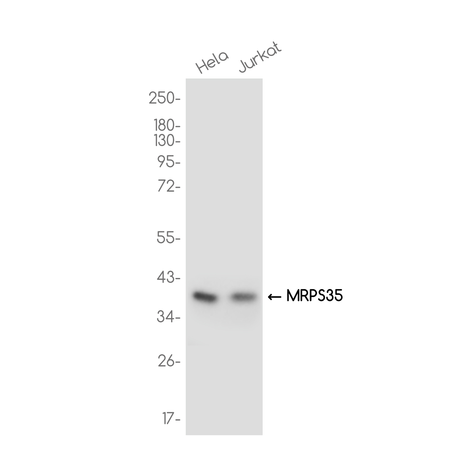 MRPS35 Rabbit mAb ABZ3742