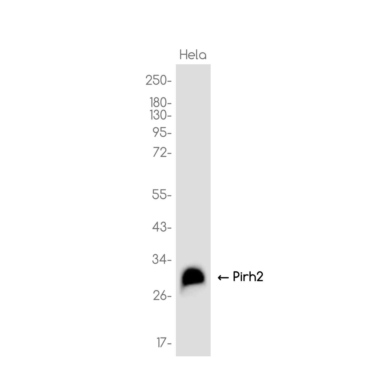 Pirh2 Rabbit mAb ABZ3744