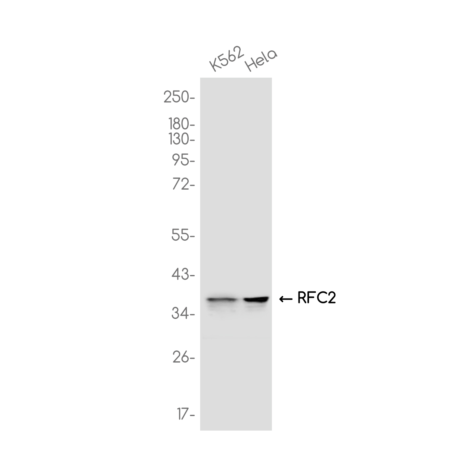 RFC2 Rabbit mAb ABZ3749