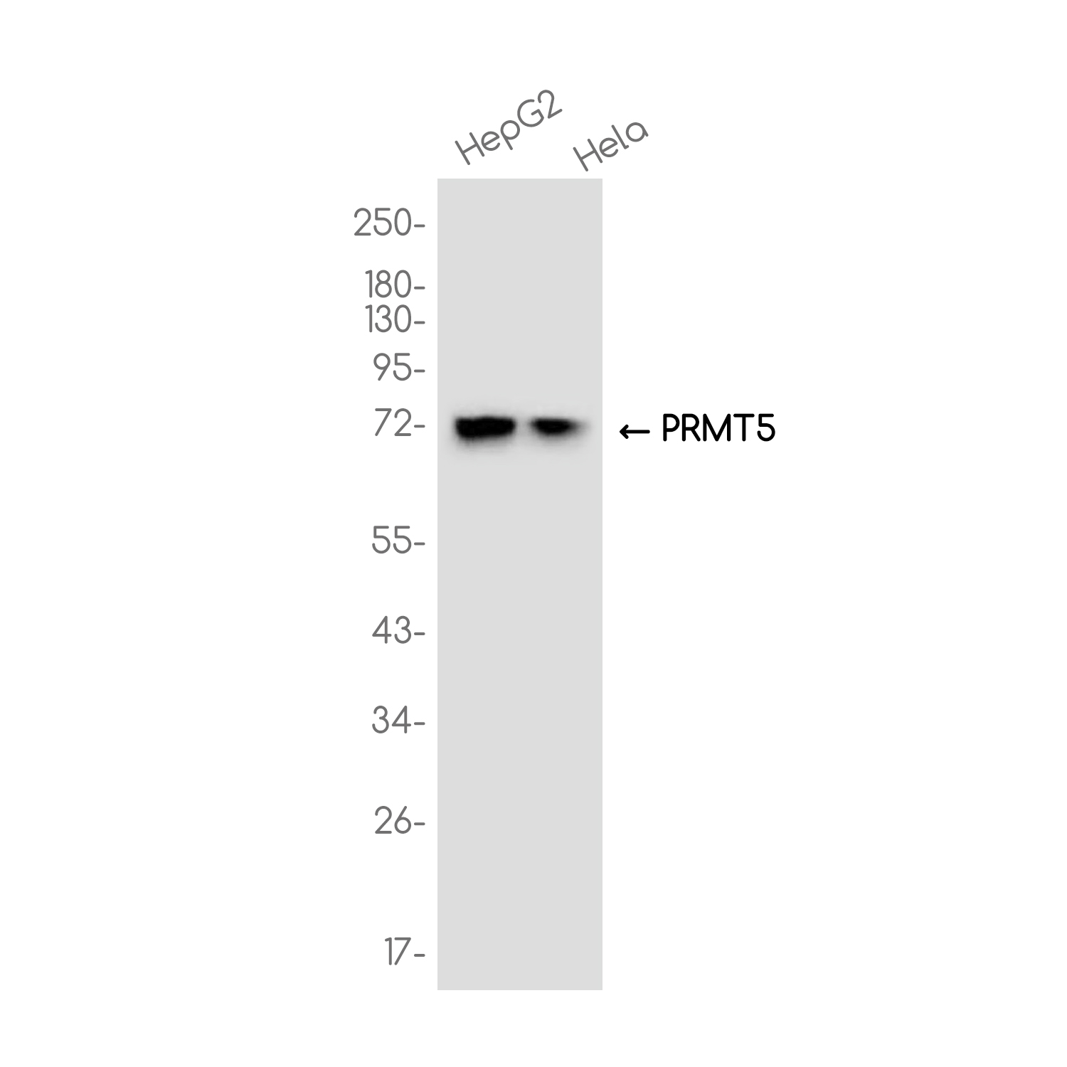 PRMT5 Rabbit mAb ABZ3750