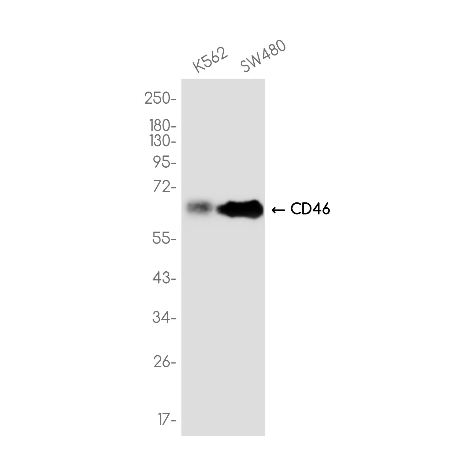 CD46 Rabbit mAb ABZ3754