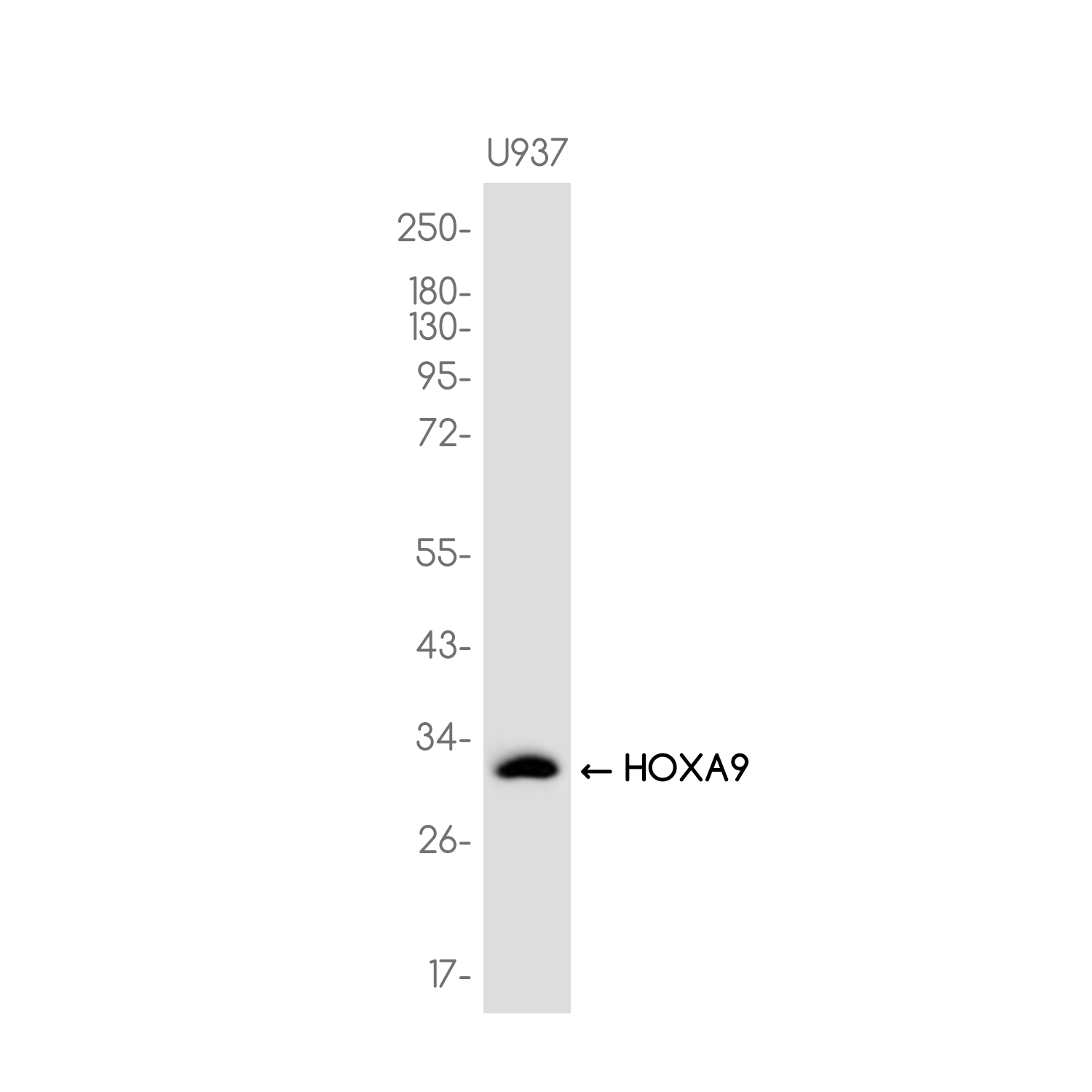 HOXA9 Rabbit mAb ABZ3755