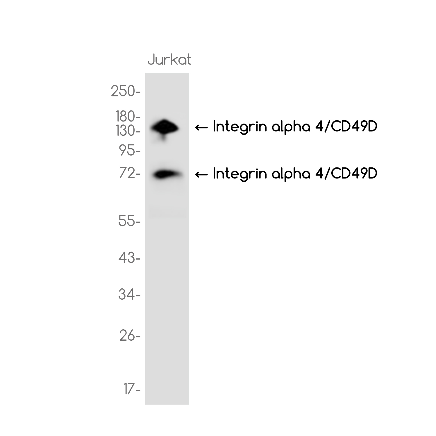 Integrin alpha 4 Rabbit mAb ABZ3758