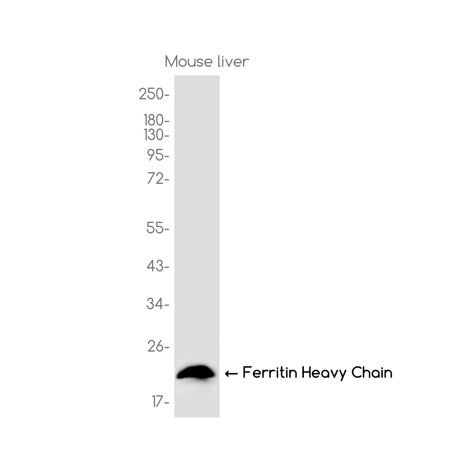 Ferritin Heavy Chain Rabbit mAb ABZ3759