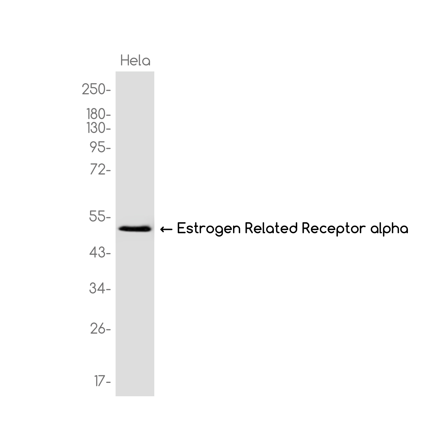 Estrogen Related Receptor alpha Rabbit mAb ABZ3763