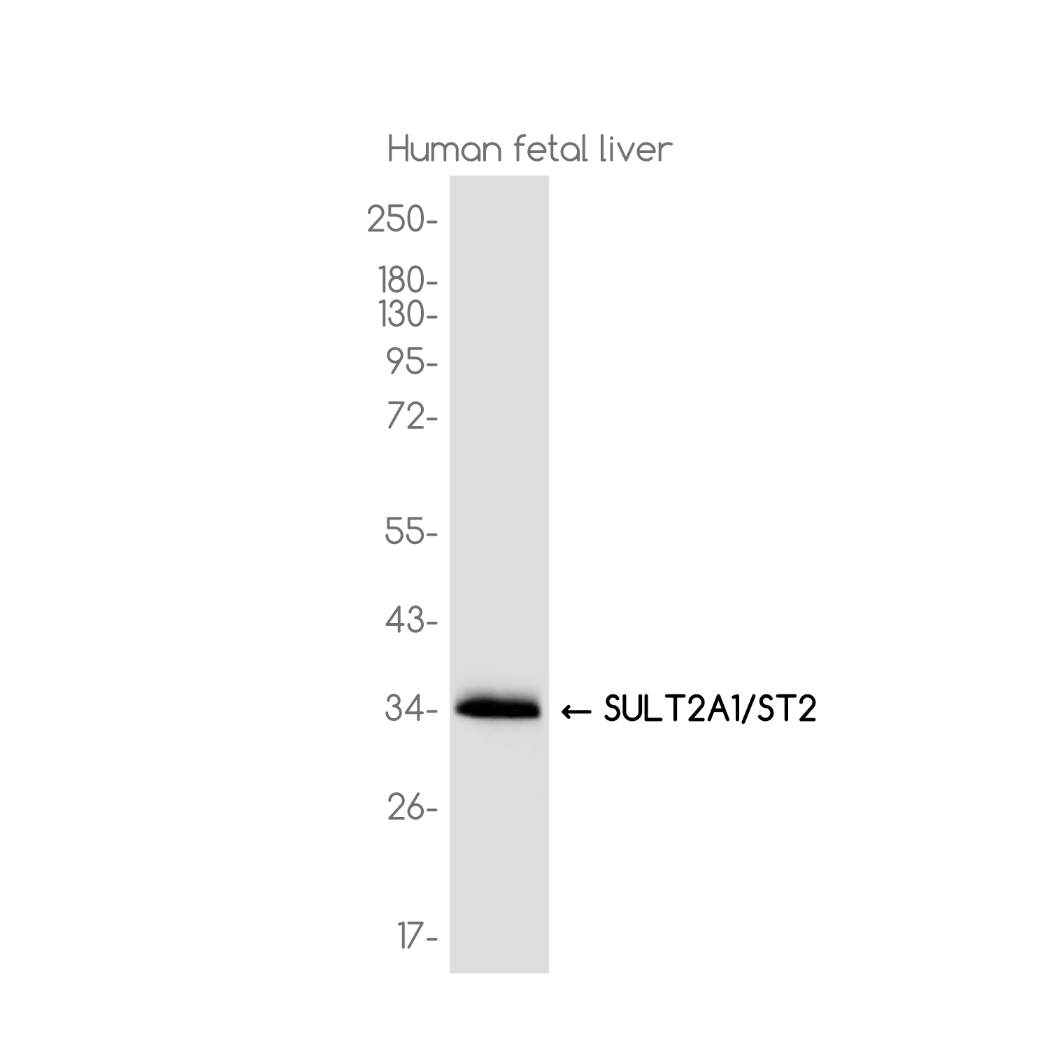 Sulfotransferase 2A1 Rabbit mAb ABZ3767
