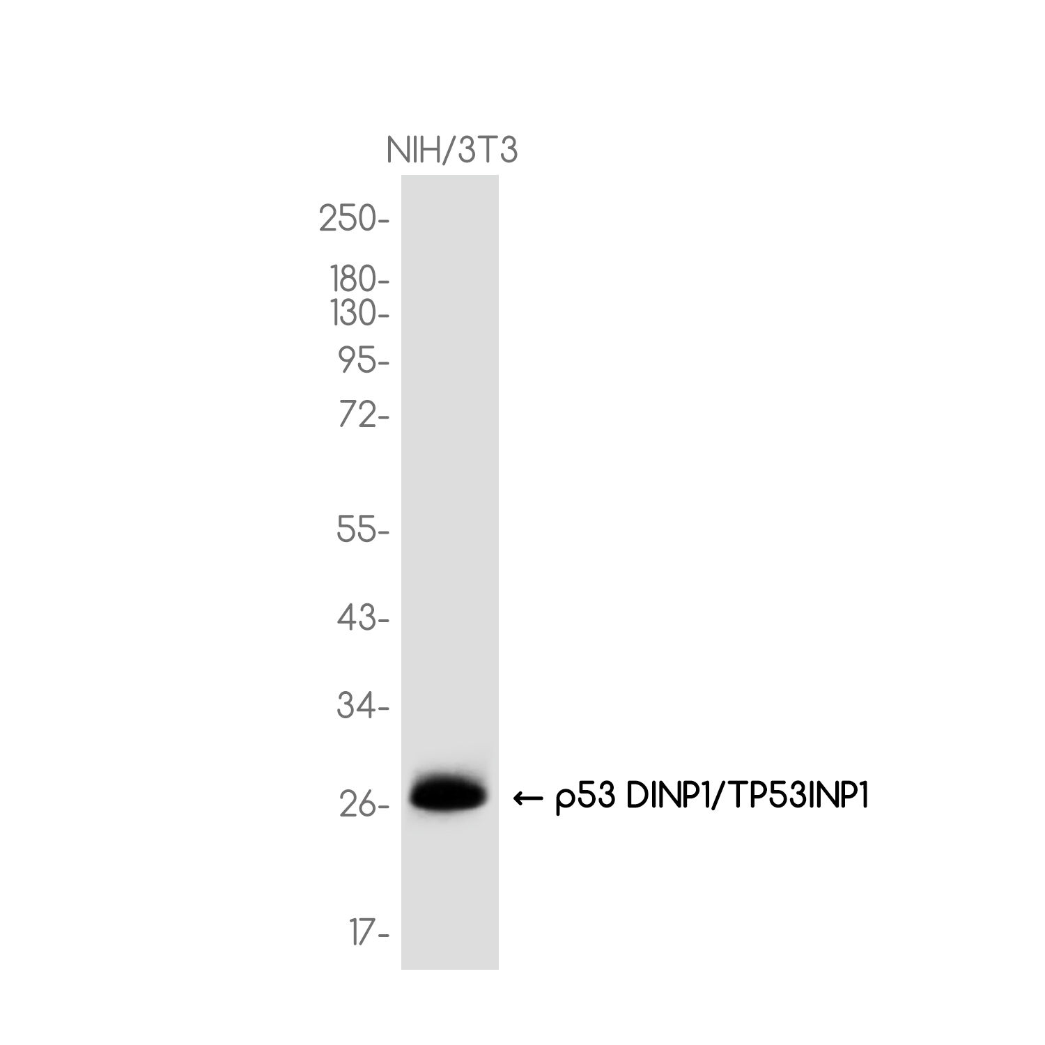 TP53INP1 Rabbit mAb ABZ3770