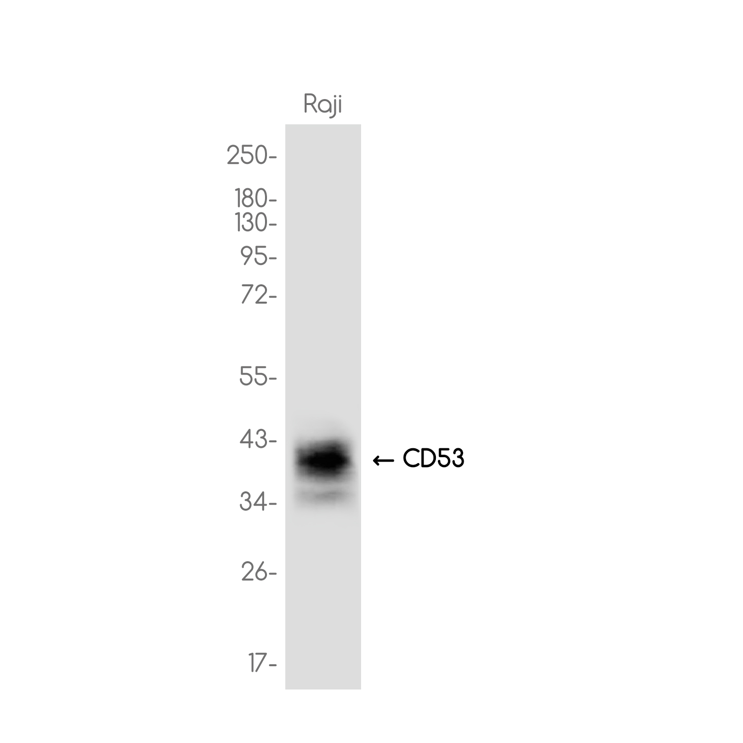 CD53 Rabbit mAb ABZ3771