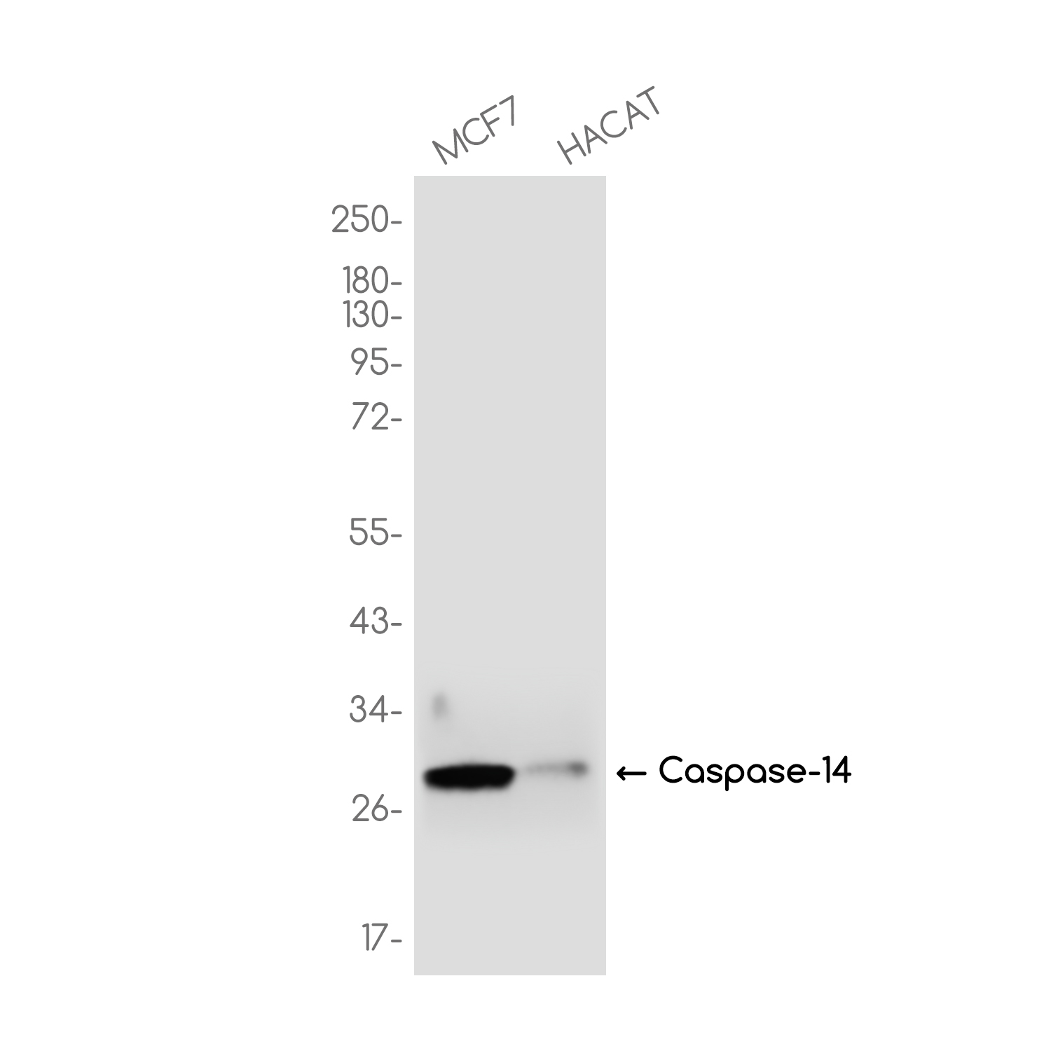 Caspase 14 Rabbit mAb ABZ3777