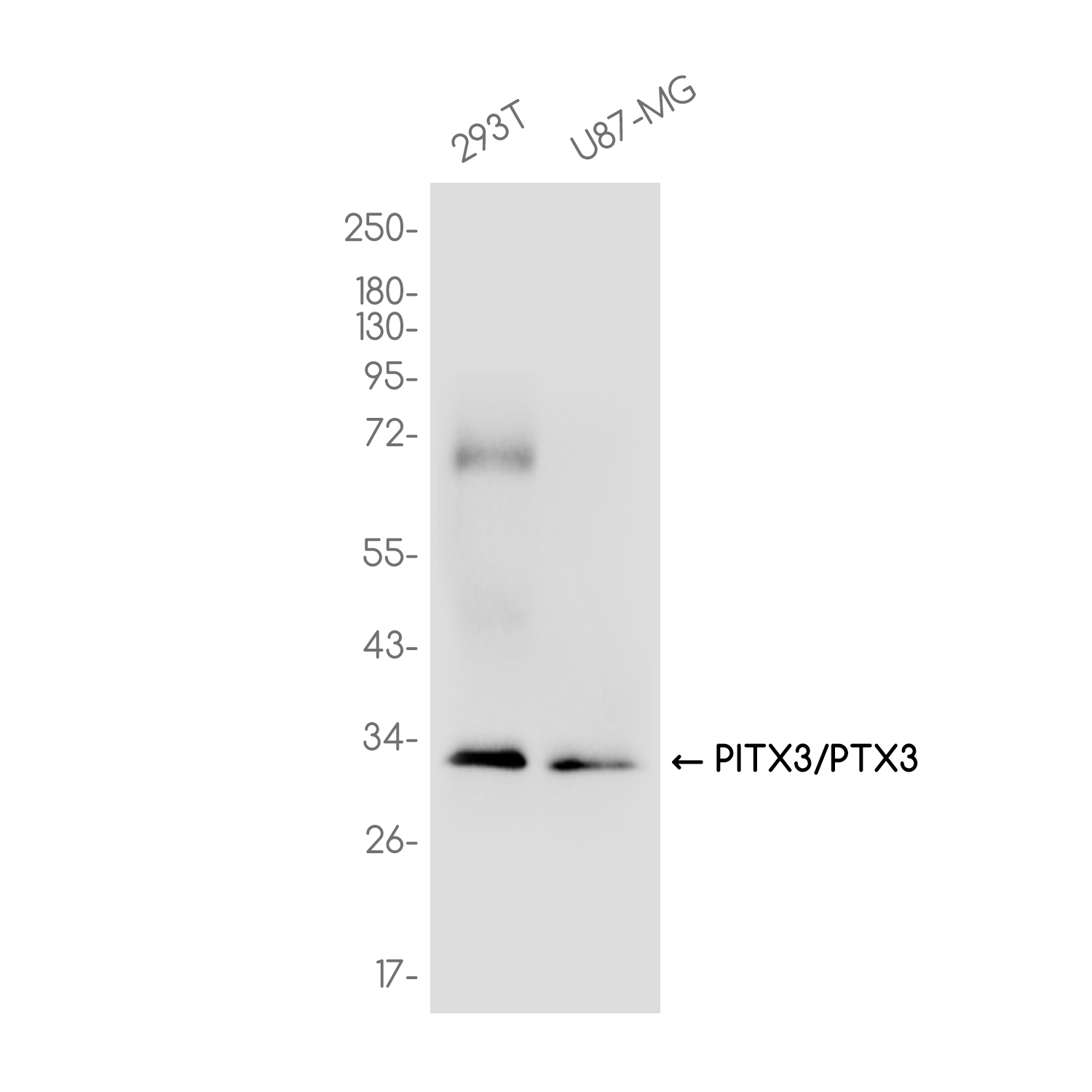 PITX3 Rabbit mAb ABZ3779