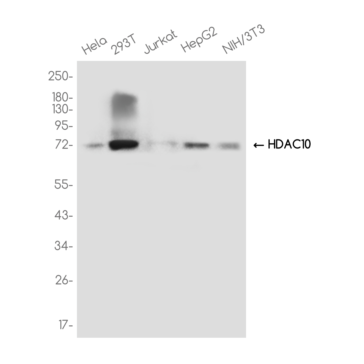 HDAC10 Rabbit mAb ABZ3781