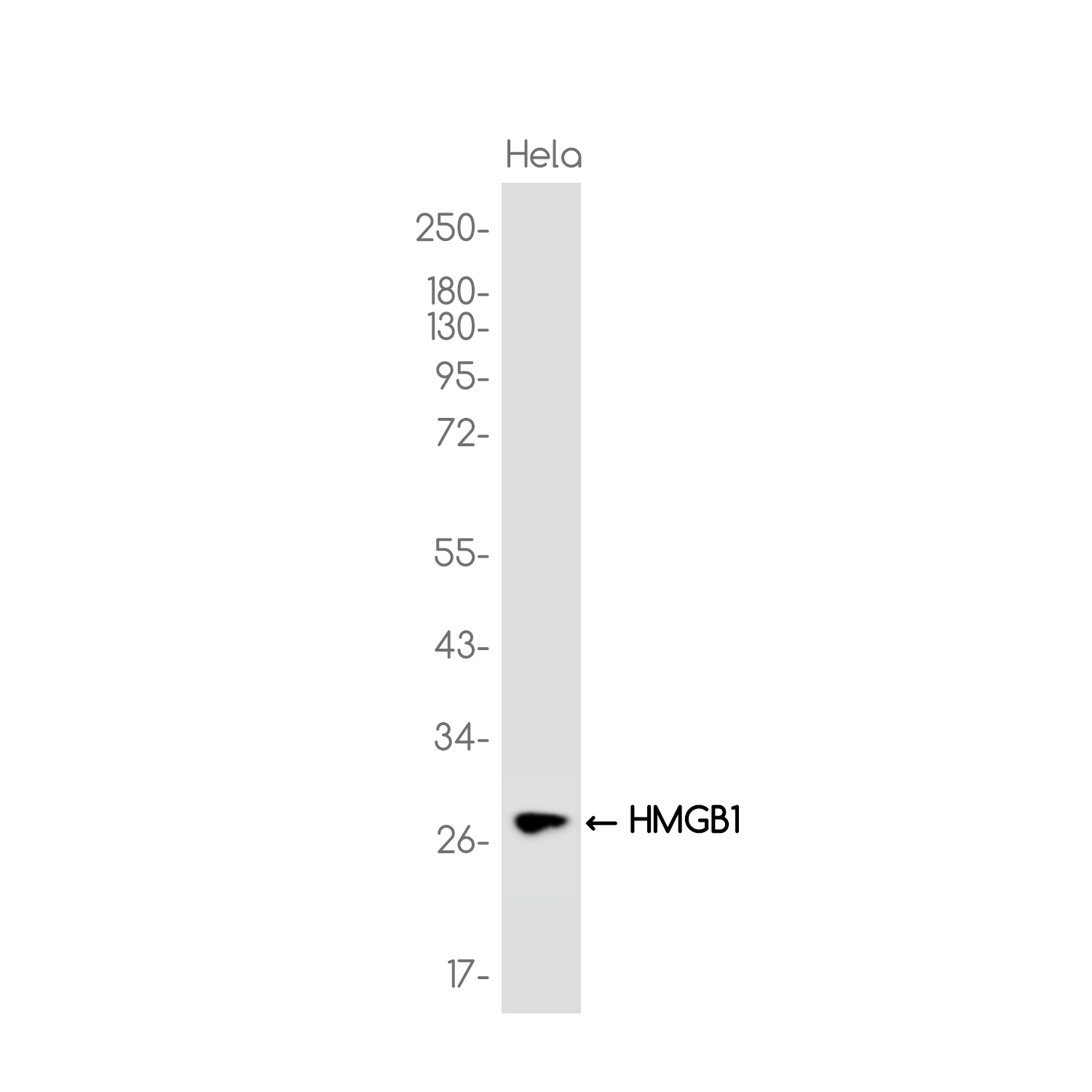 HMGB1 Rabbit mAb ABZ3782