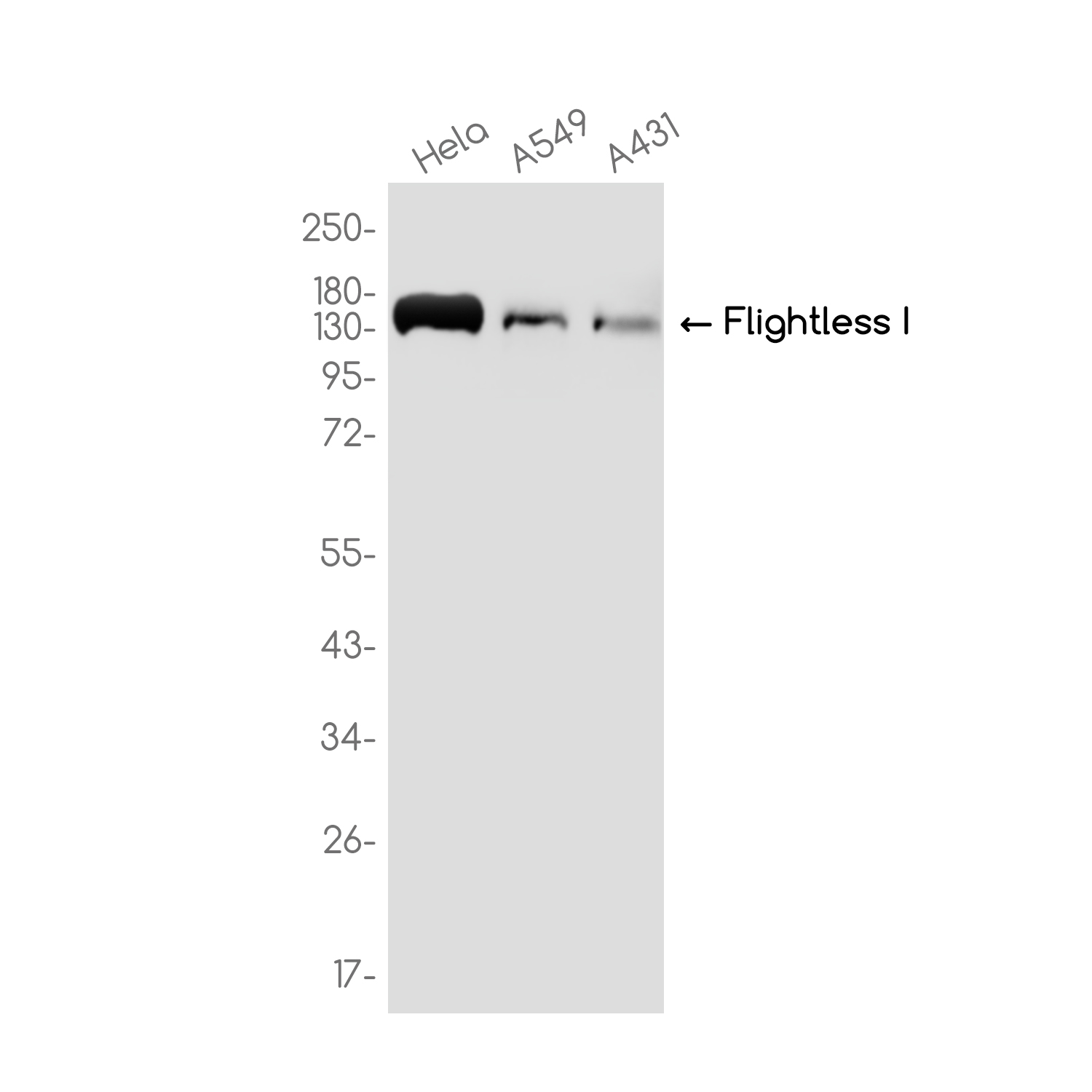 Flightless I Rabbit mAb ABZ3785