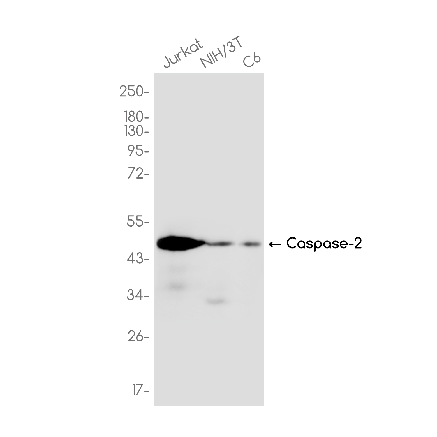 Caspase-2 Rabbit mAb ABZ3787