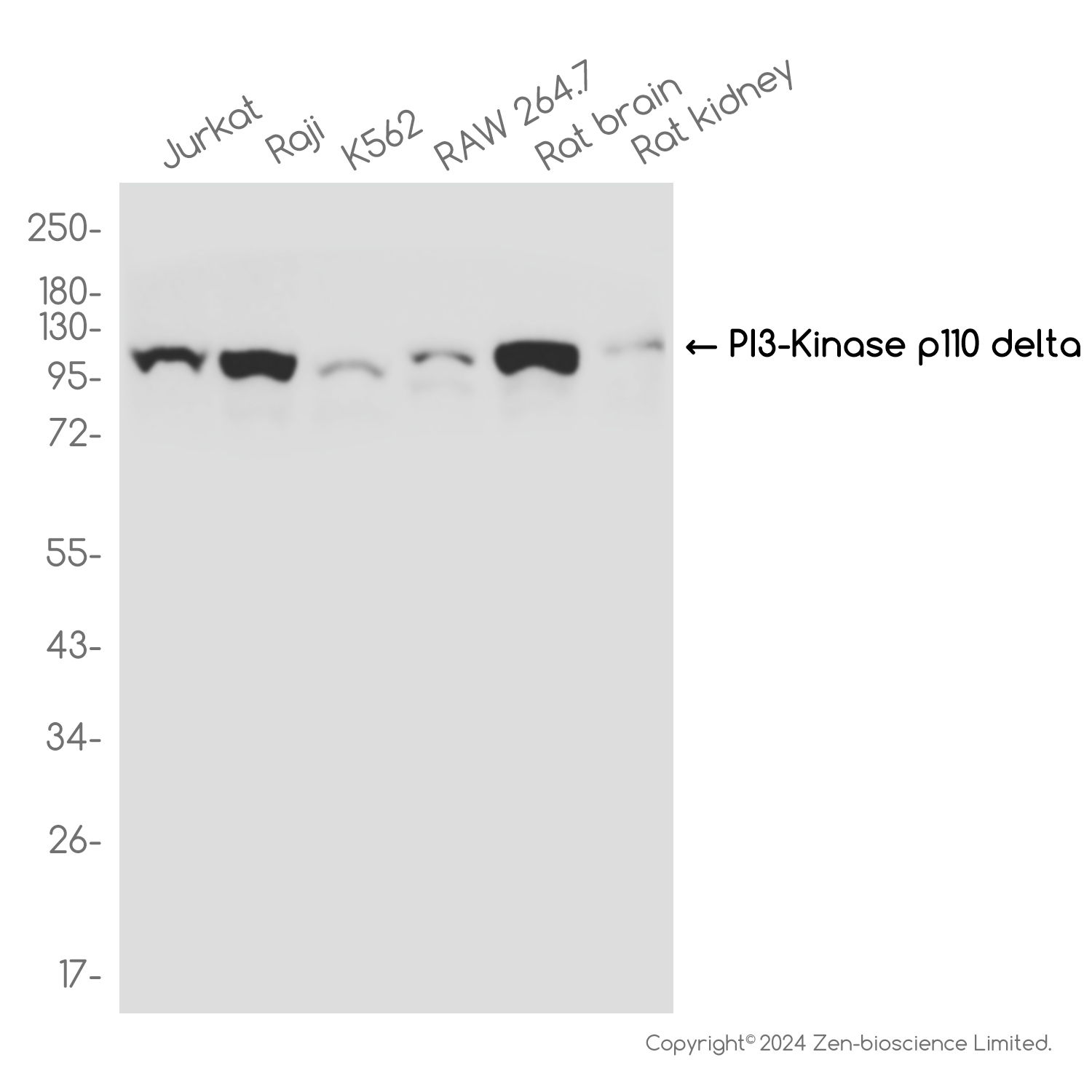 PI3 Kinase p110 delta Rabbit mAb ABZ3793