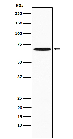 SAM68 Rabbit mAb ABZ3795