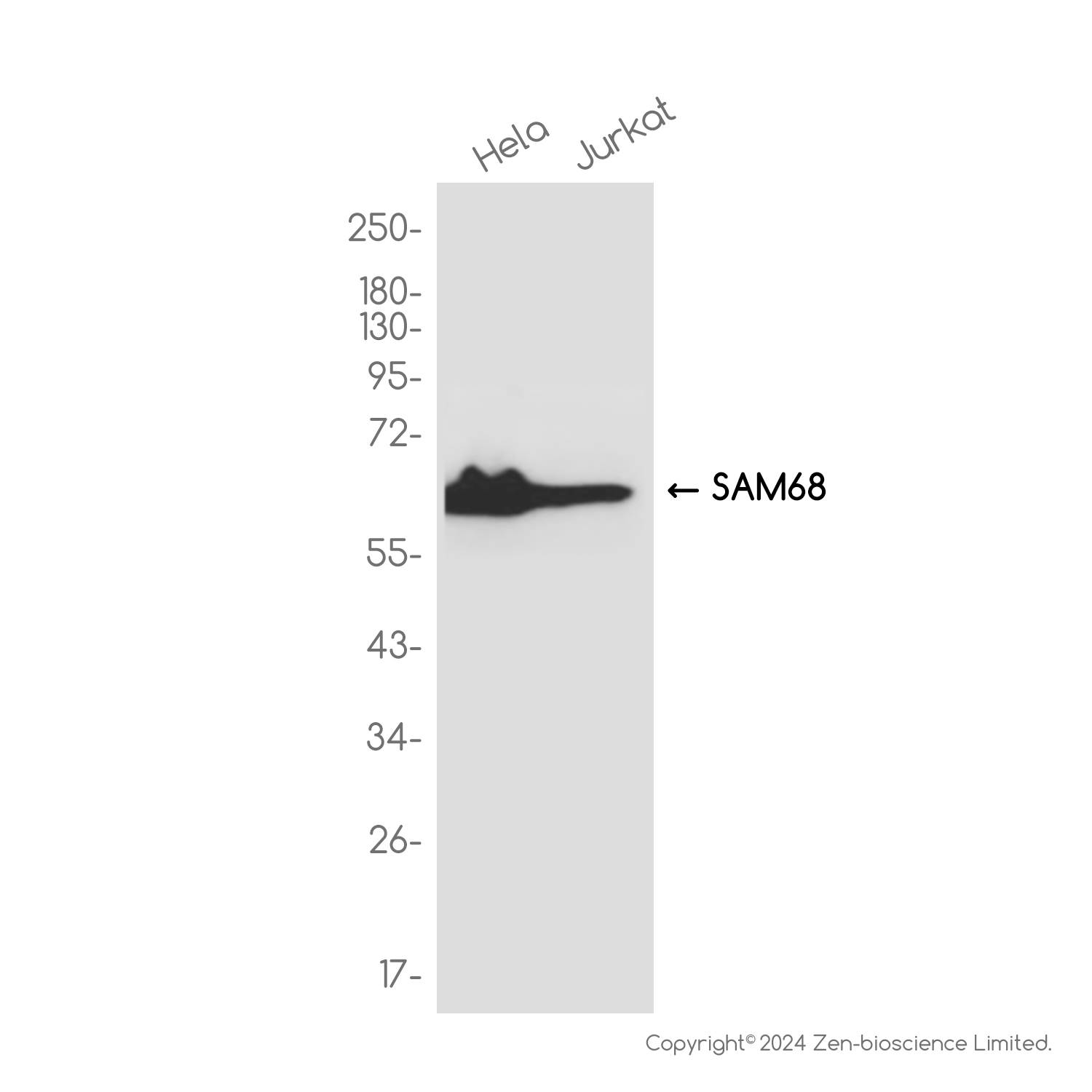 SAM68 Rabbit mAb ABZ3795