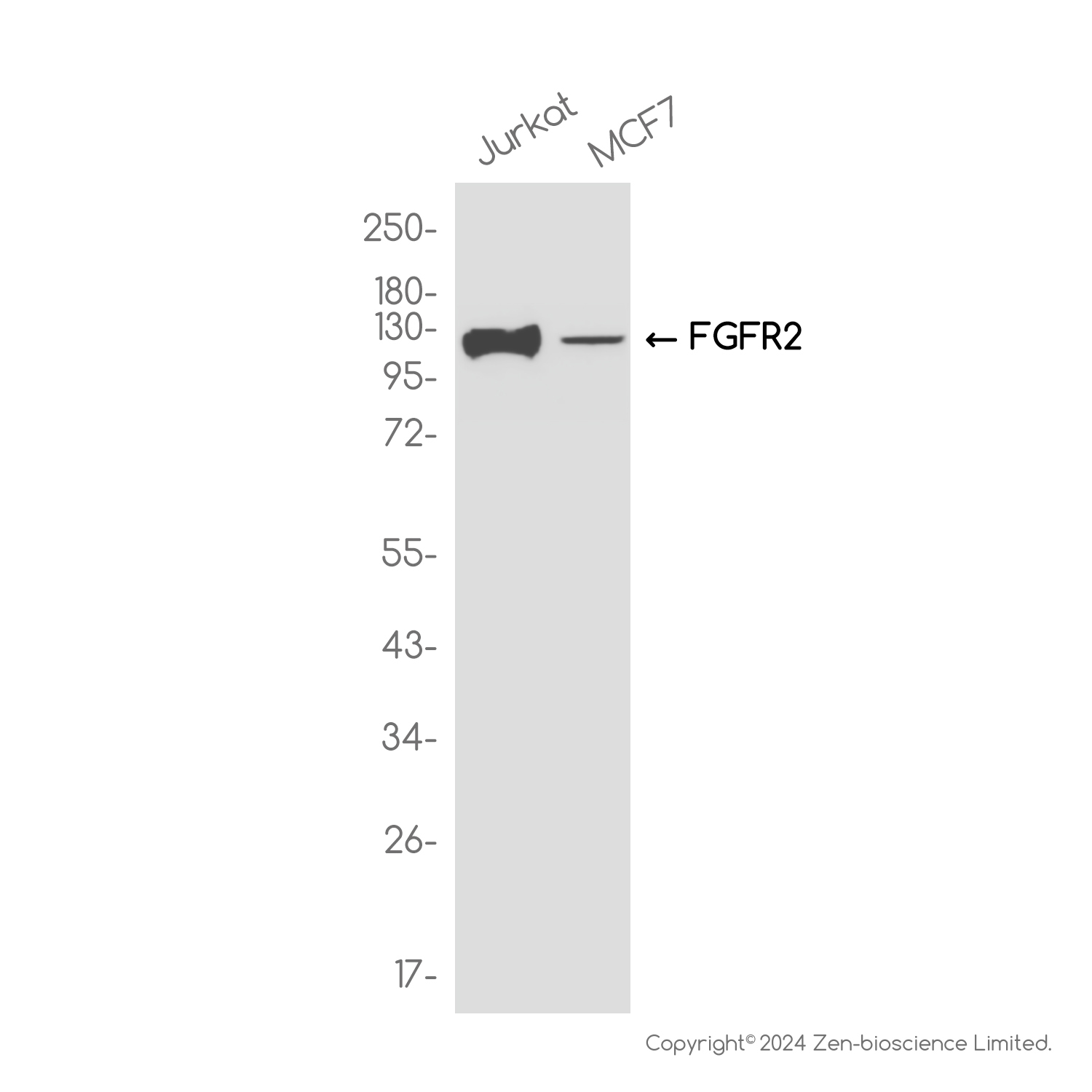 FGFR2 Rabbit mAb ABZ3797