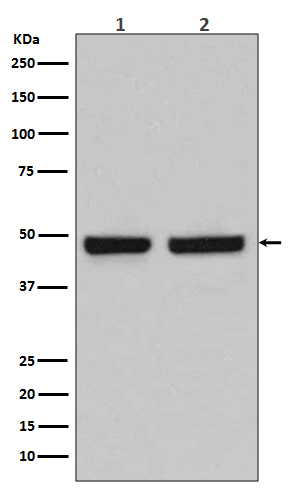 HAPLN1 Rabbit mAb ABZ3799