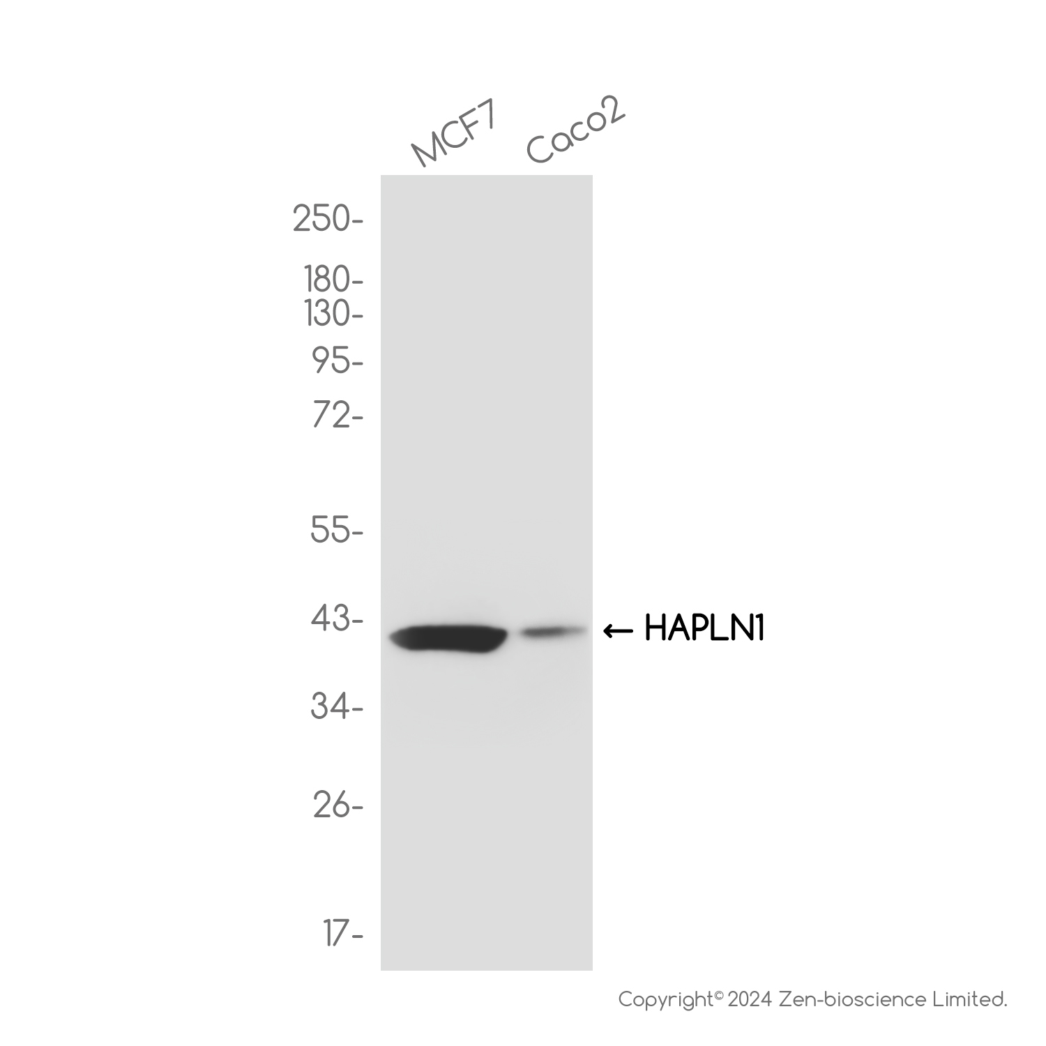 HAPLN1 Rabbit mAb ABZ3799