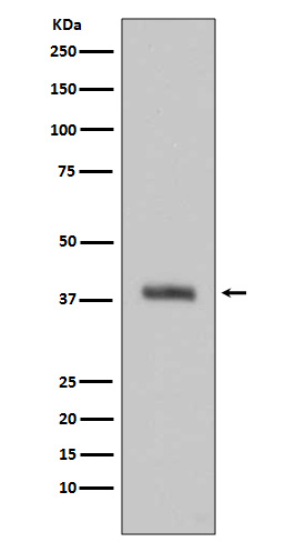 HtrA2 / Omi Rabbit mAb ABZ3801