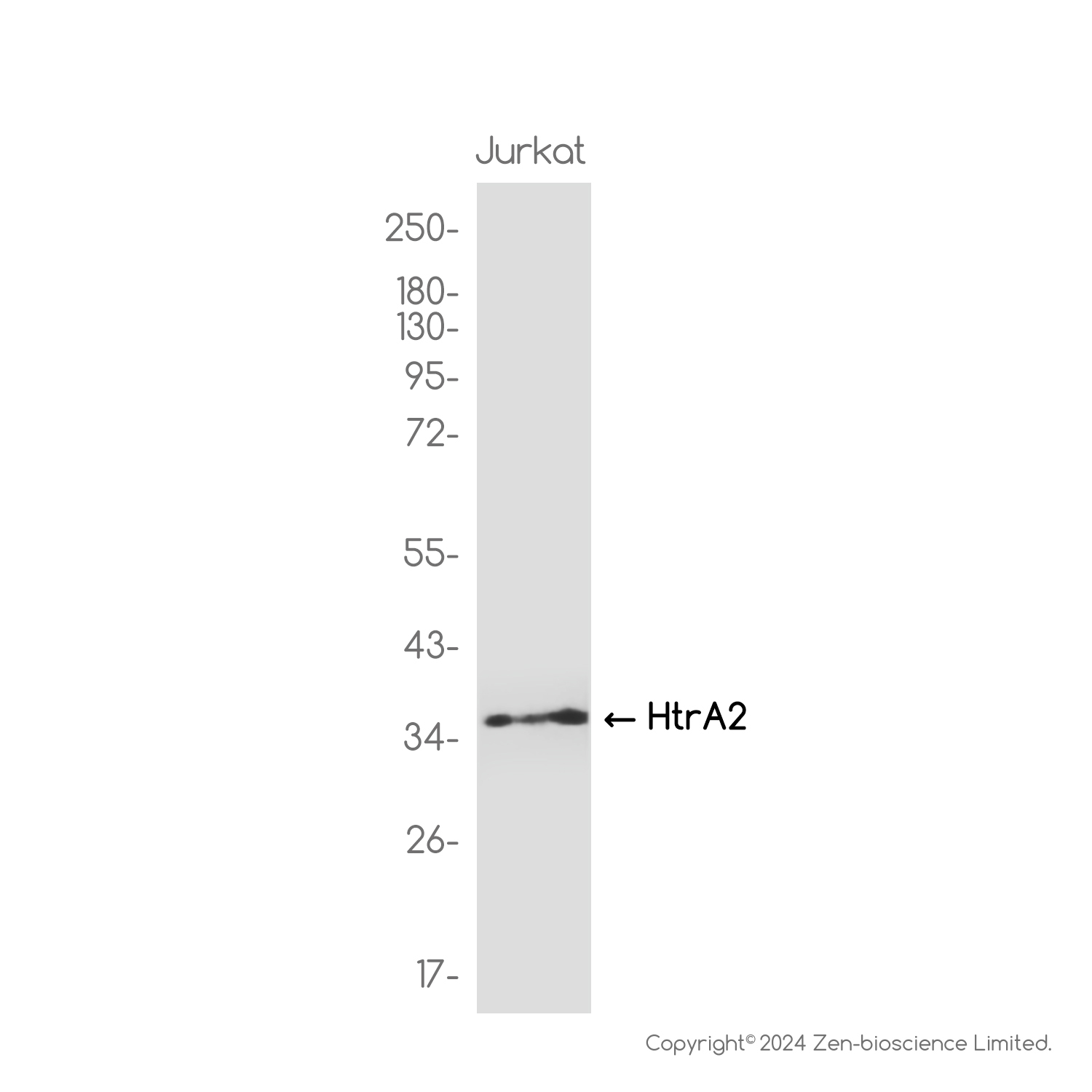 HtrA2 / Omi Rabbit mAb ABZ3801