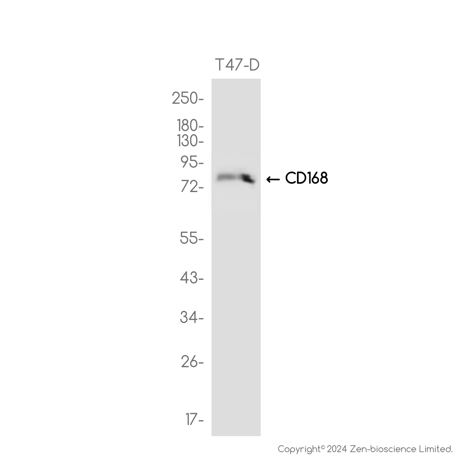 CD168 Rabbit mAb ABZ3803