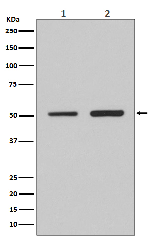 IRF2 Rabbit mAb ABZ3805
