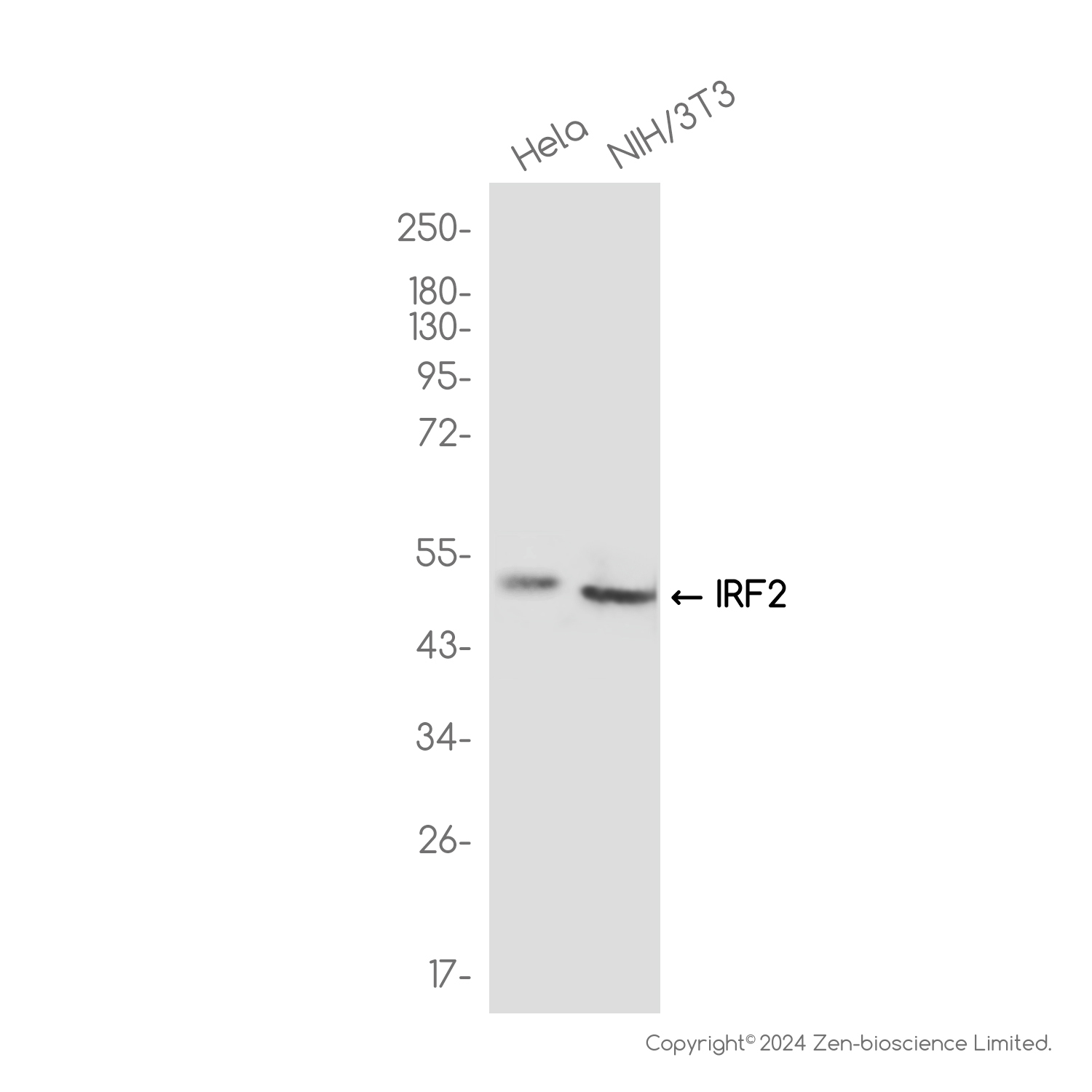 IRF2 Rabbit mAb ABZ3805
