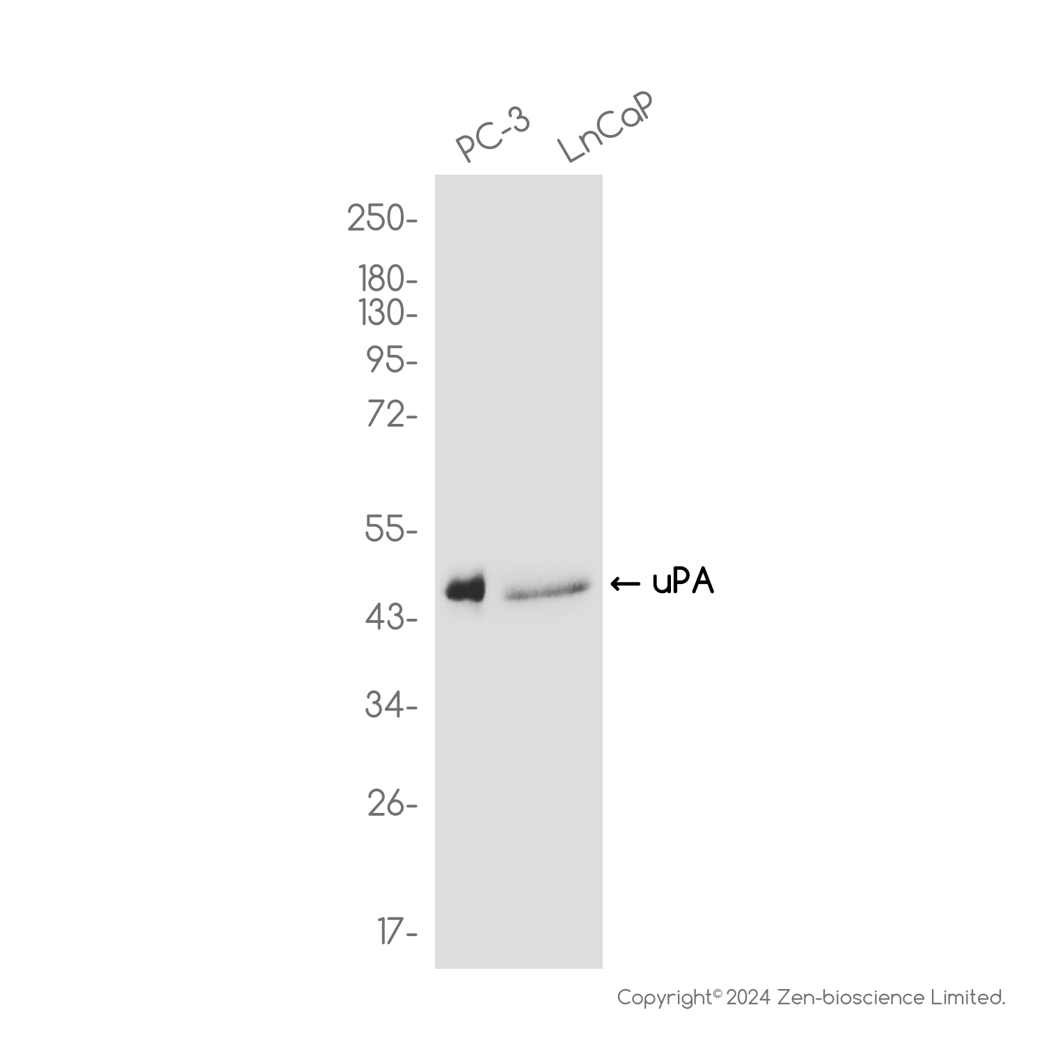 Urokinase Rabbit mAb ABZ3807