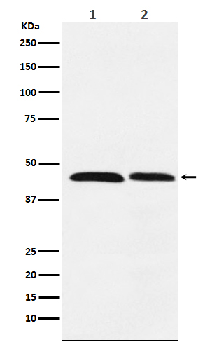 FEN1 Rabbit mAb ABZ3810