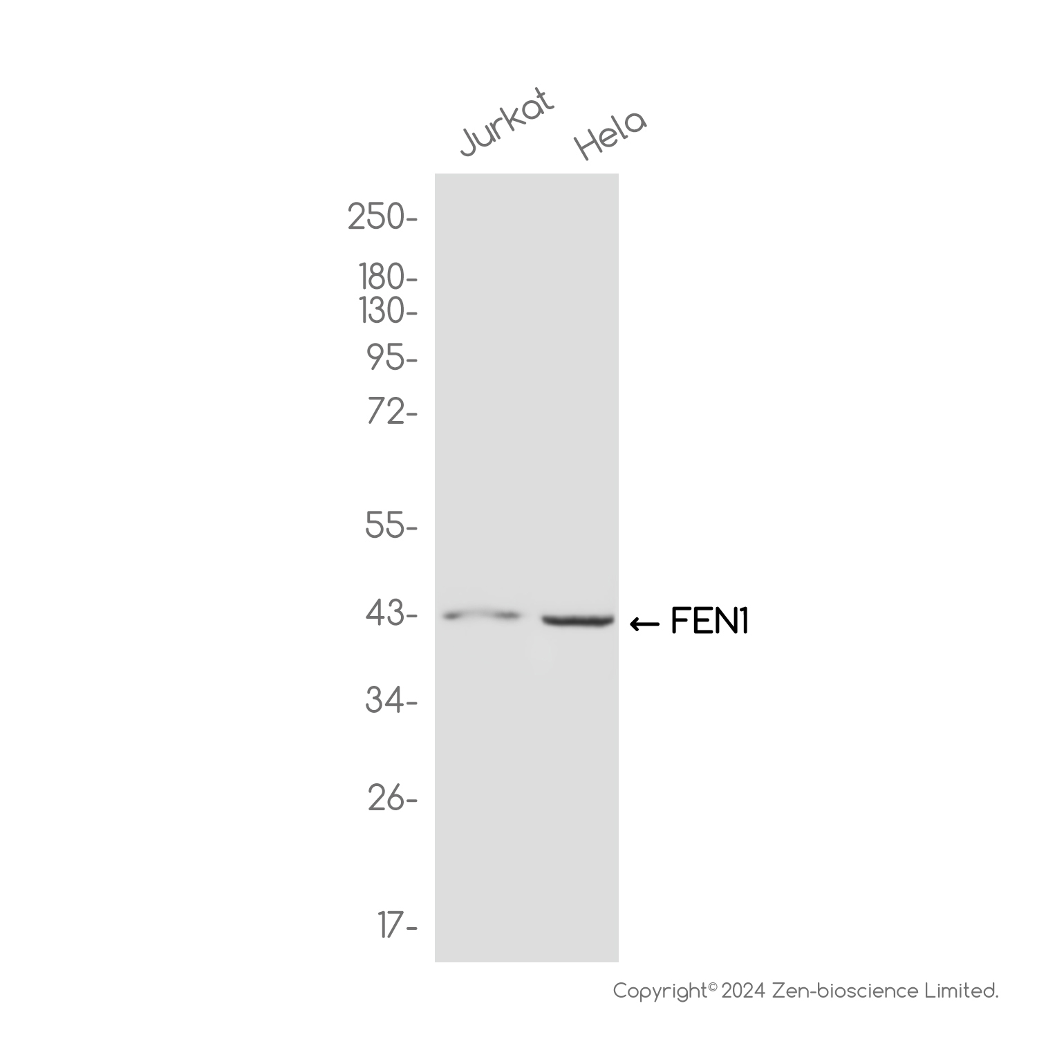 FEN1 Rabbit mAb ABZ3810