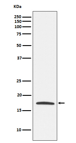 Claudin 4 Rabbit mAb ABZ3811