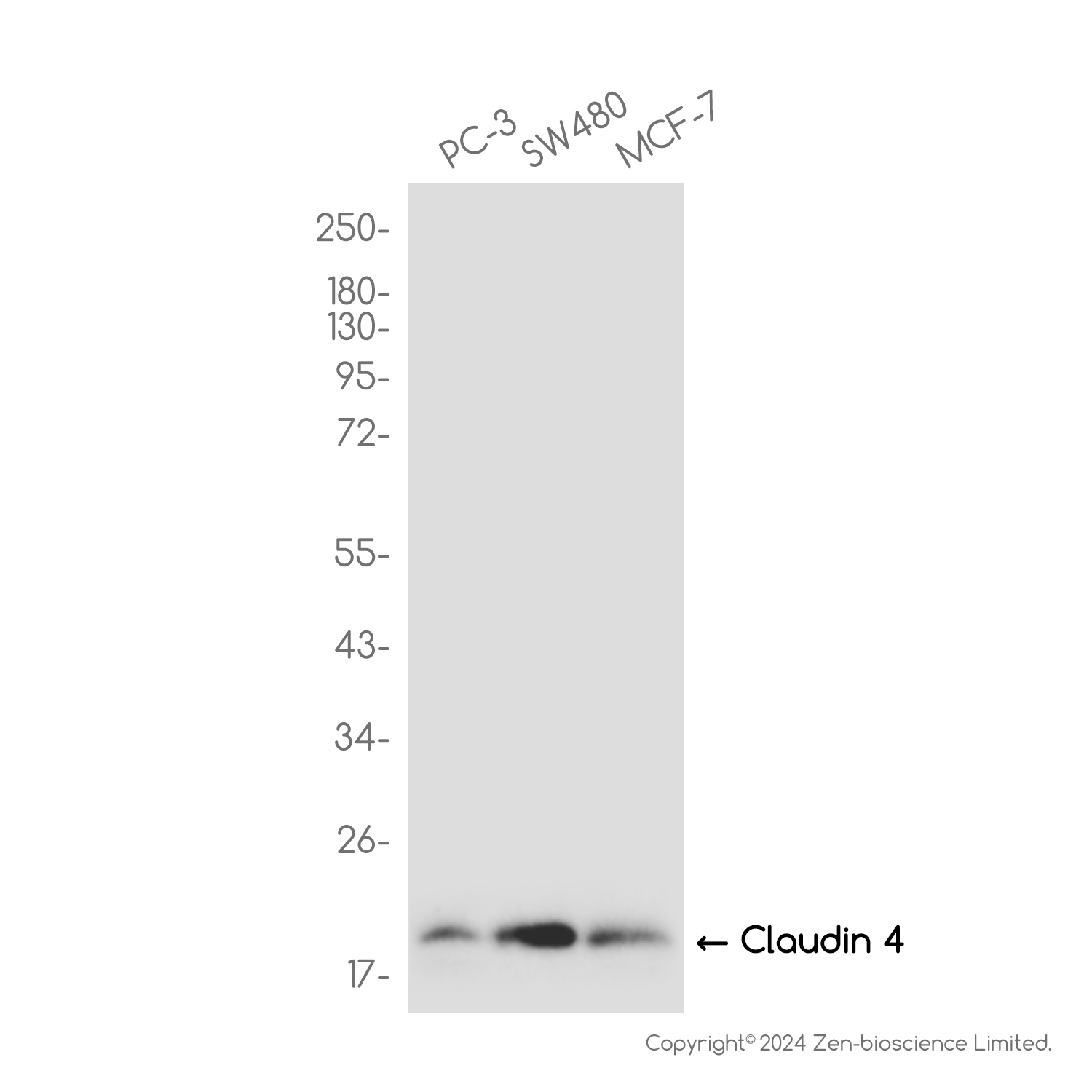 Claudin 4 Rabbit mAb ABZ3811