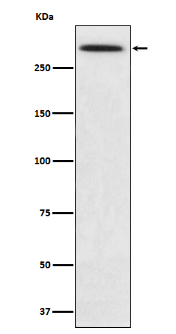 alpha 1 Spectrin Rabbit mAb ABZ3812