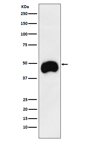 CD2 Rabbit mAb ABZ3813