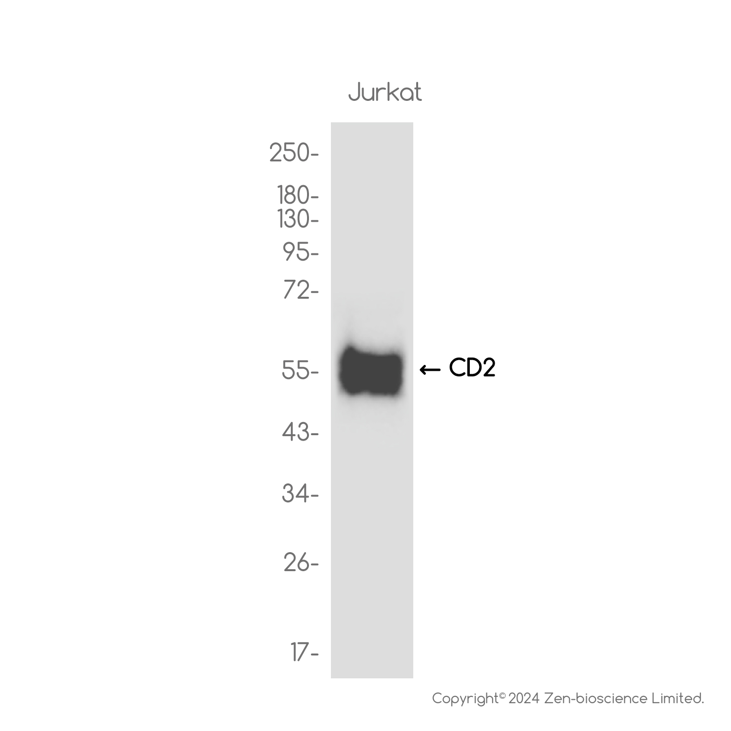 CD2 Rabbit mAb ABZ3813