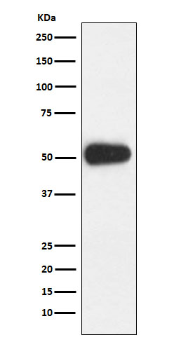 CD27 Rabbit mAb ABZ3814