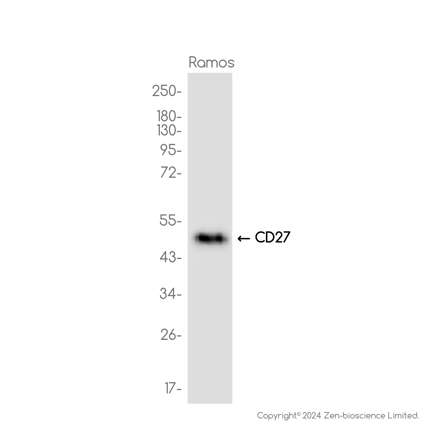 CD27 Rabbit mAb ABZ3814