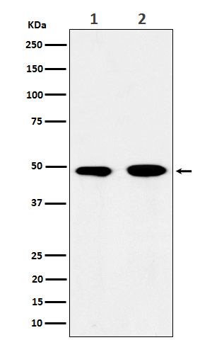 EIF3E Rabbit mAb ABZ3817