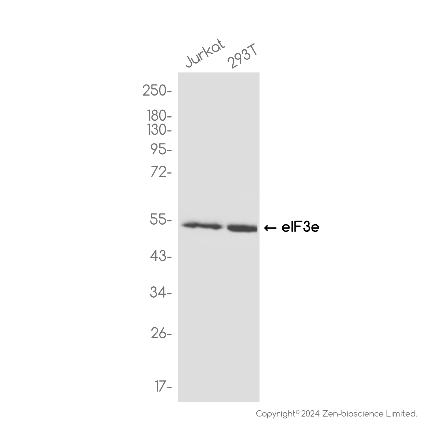 EIF3E Rabbit mAb ABZ3817