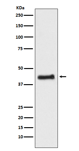 COUP TF1 Rabbit mAb ABZ3821