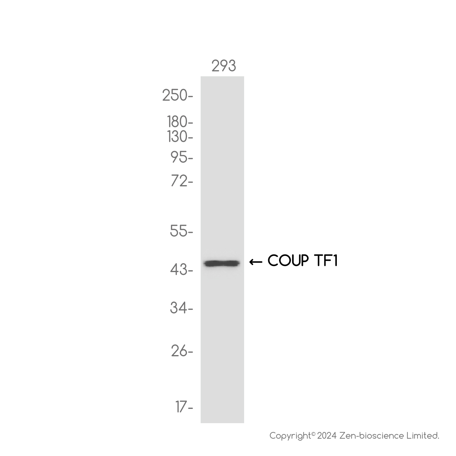 COUP TF1 Rabbit mAb ABZ3821