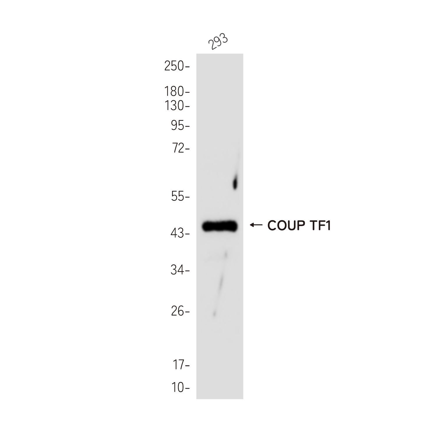 COUP TF1 Rabbit mAb ABZ3821