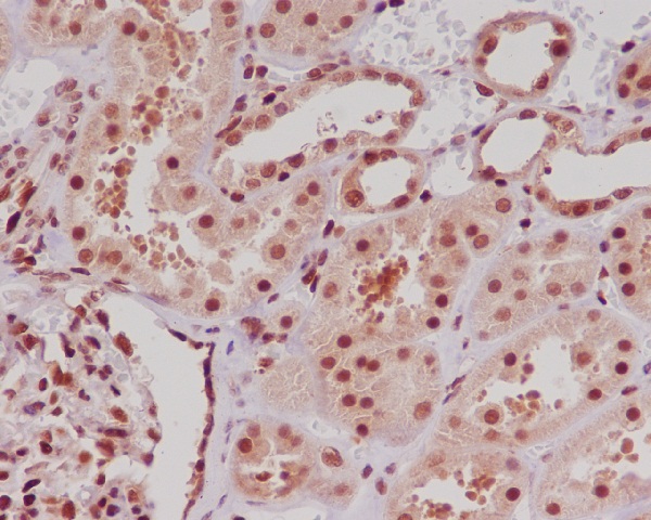 ERG Rabbit mAb ABZ3822