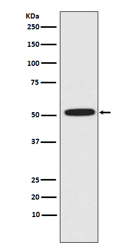 ERG Rabbit mAb ABZ3822