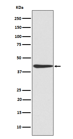 CREB Rabbit mAb ABZ3824