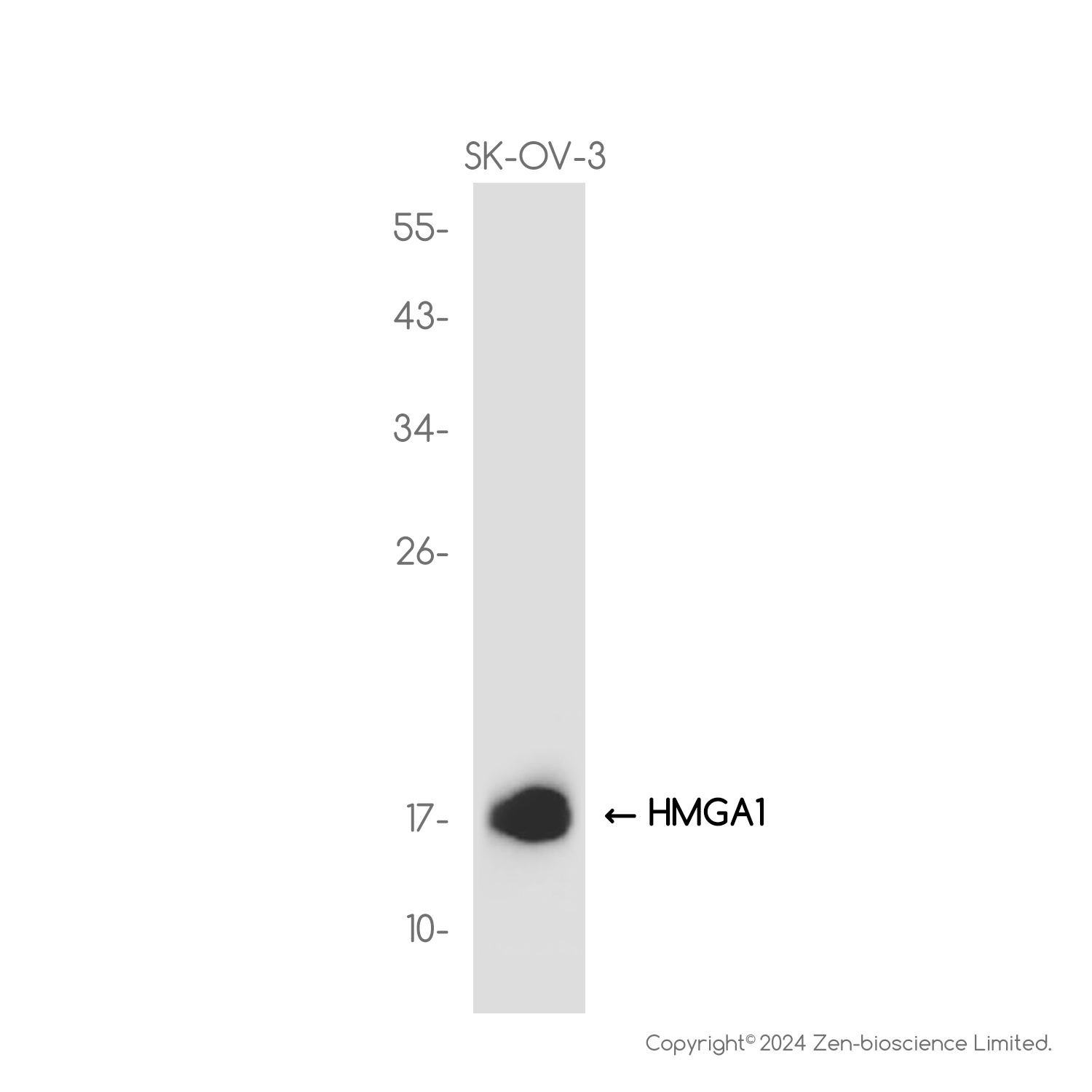HMGA1 Rabbit mAb ABZ3827