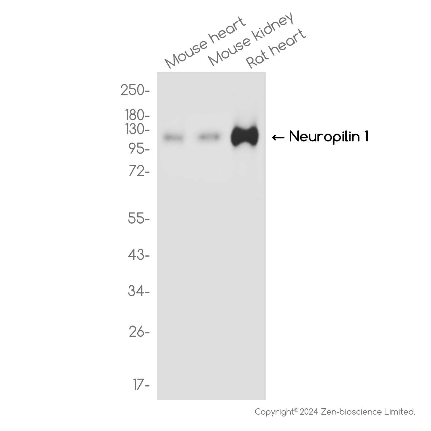 Neuropilin 1 Rabbit mAb ABZ3830
