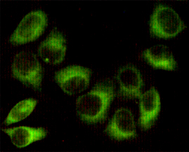 AMPK beta 1 (1A7) Mouse mAb ABZ3833
